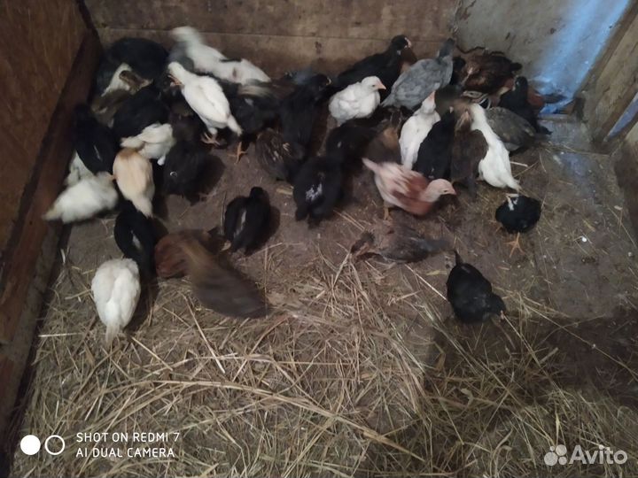 Куры молодки