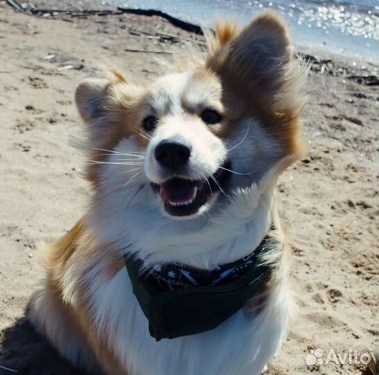 Случка собак