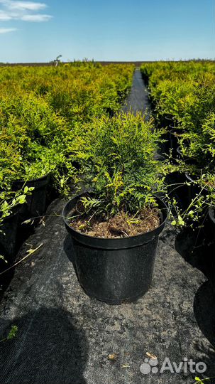 Готовый бизнес посадка закладка питомника