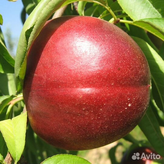 Элитные саженцы