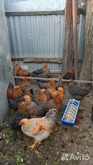 Яйцо на инкубацию