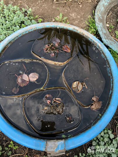 Водяная лилия