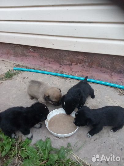 Щенки от маленькой собачки
