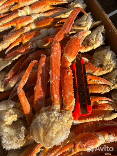 Краб стригун