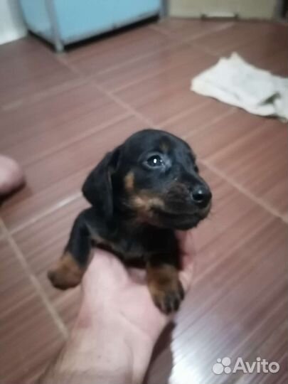 Щенки таксы