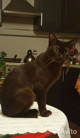 Бурманский кот вязка