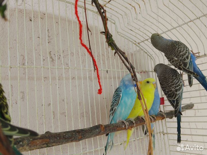 Волнистый попугай