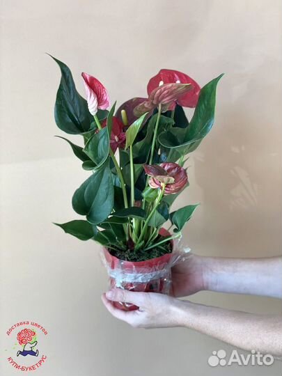 Растения в горшках