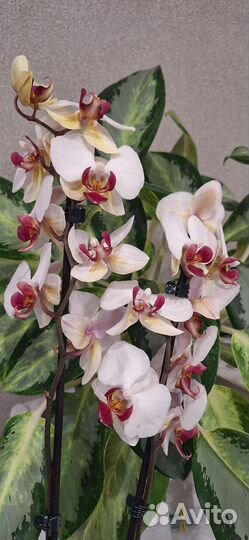 Орхидея Фаленопсис 