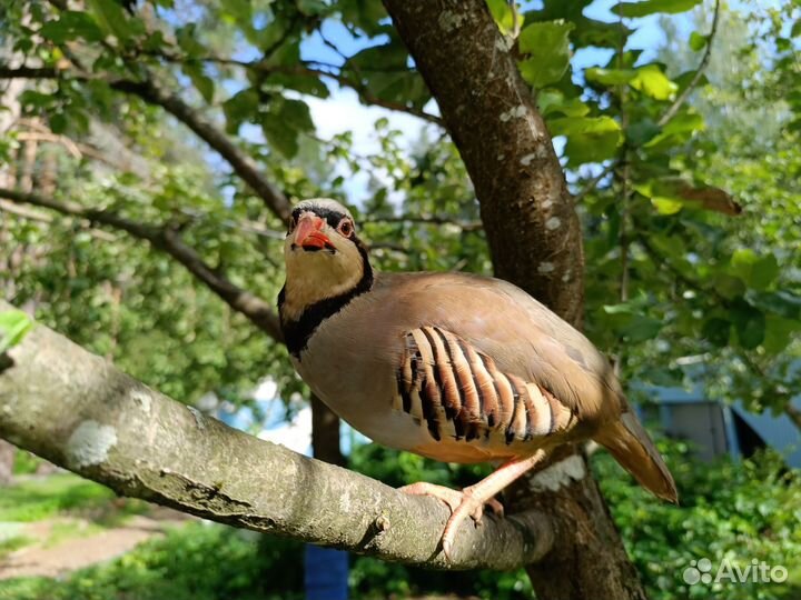 Кеклики или горные куропатки