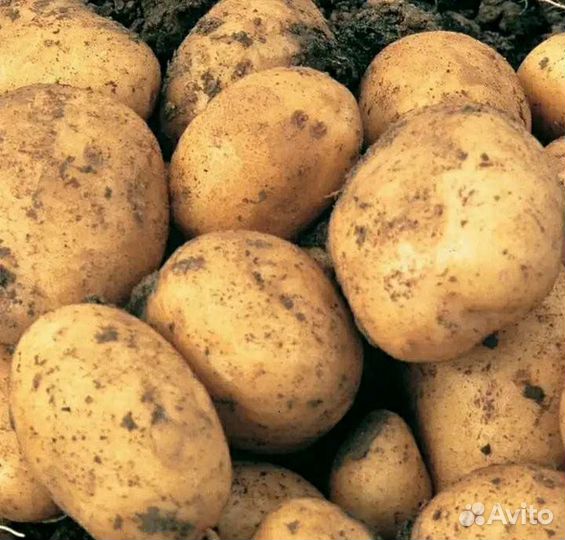 Продам картофель в сетках