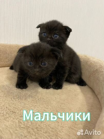 Шотландские котята