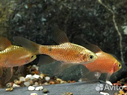 Барбус Шуберта и Огненный опт