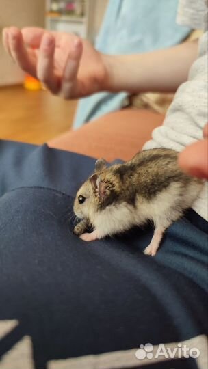 Джунгарские хомяки