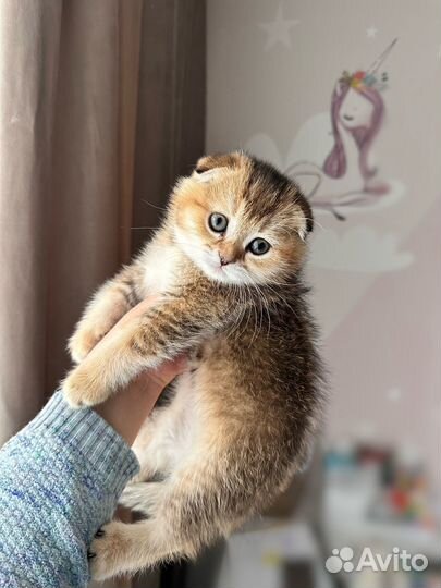 Шотландские котята