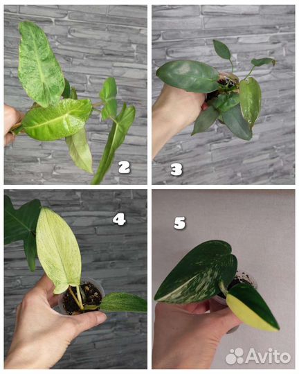 Филодендроны