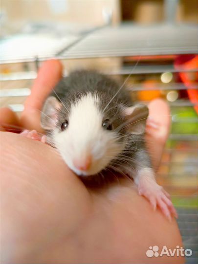 Крыса хаски дамбо/ крысята/клетки