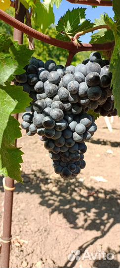 Виноградный сок домашний