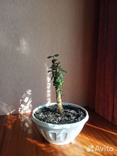 Толстянка. Гибискус