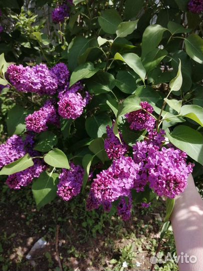 Саженец сирени 