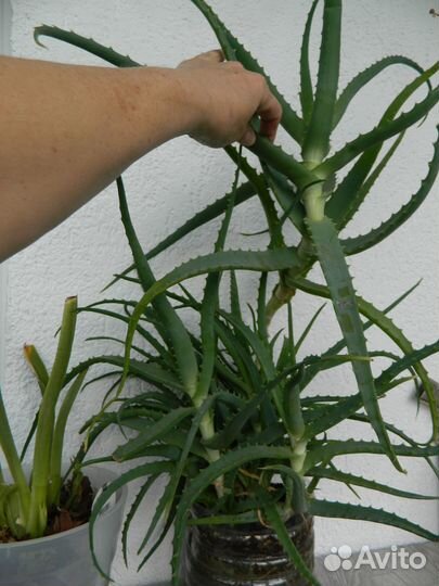 Алое столетник