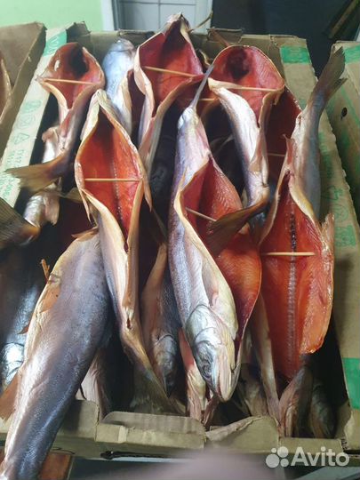 Рыба холодного копчения