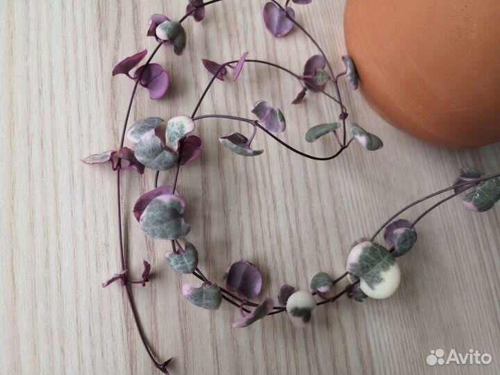 Церопегия вуда вариегатная