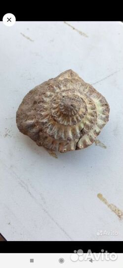 Окаменелости аммониты