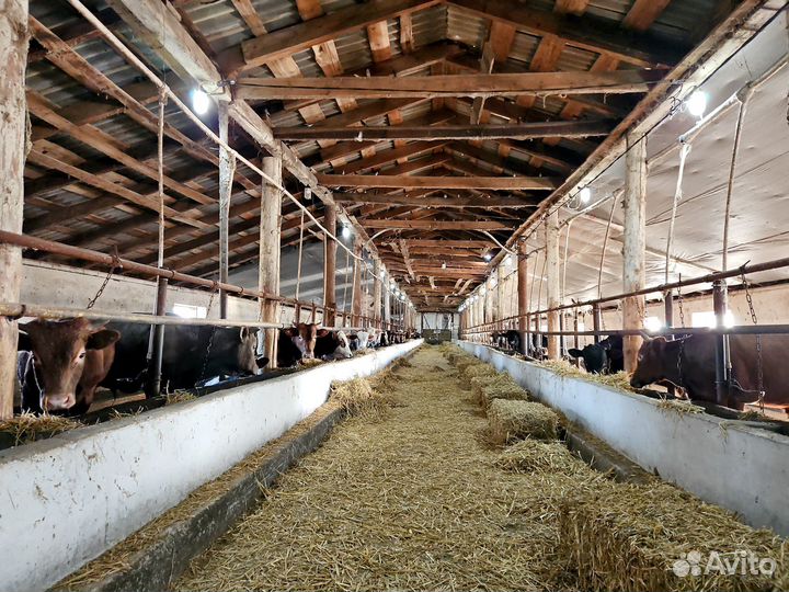 Животноводческий комплекс