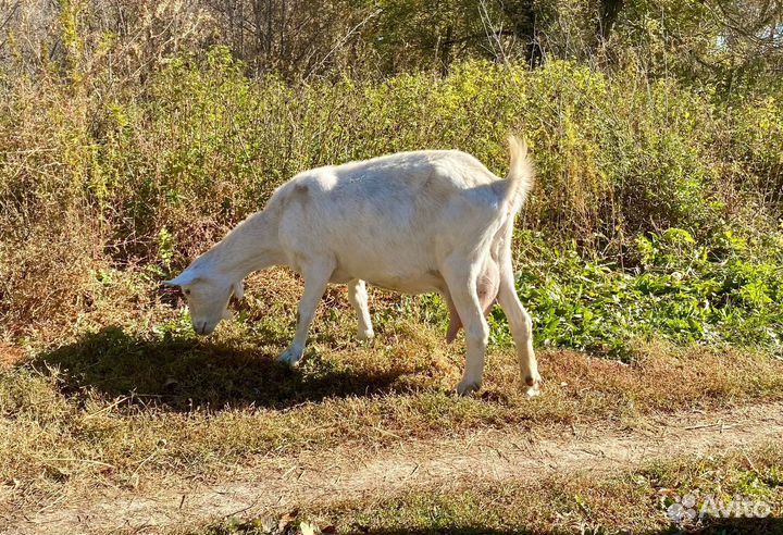 Зааненские козы