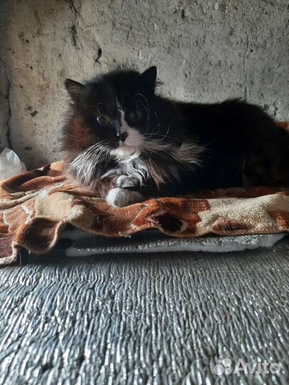 Кошка в добрые руки