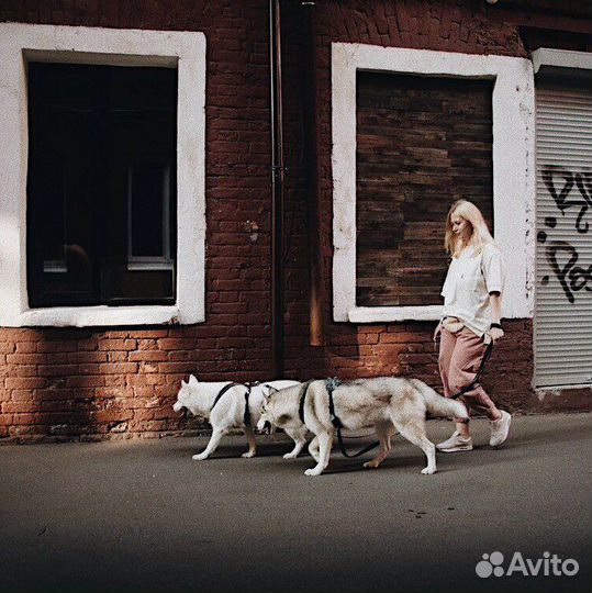 Услуги кинолога