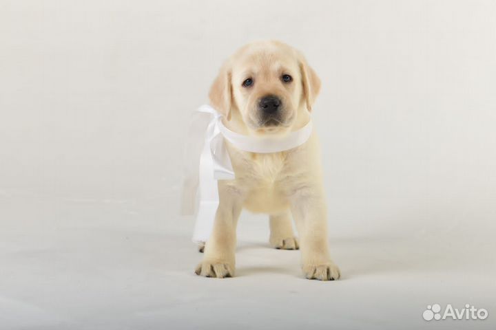 Щенки лабрадора