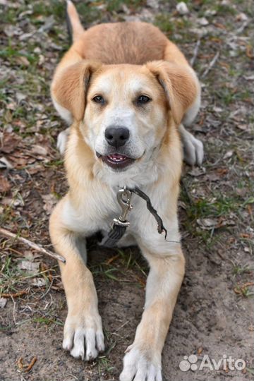 Собака в добрые руки