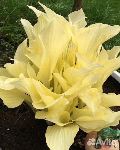 Хоста «Белое перо»