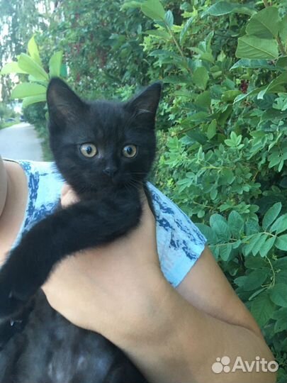 Котенок сажик ишет дом