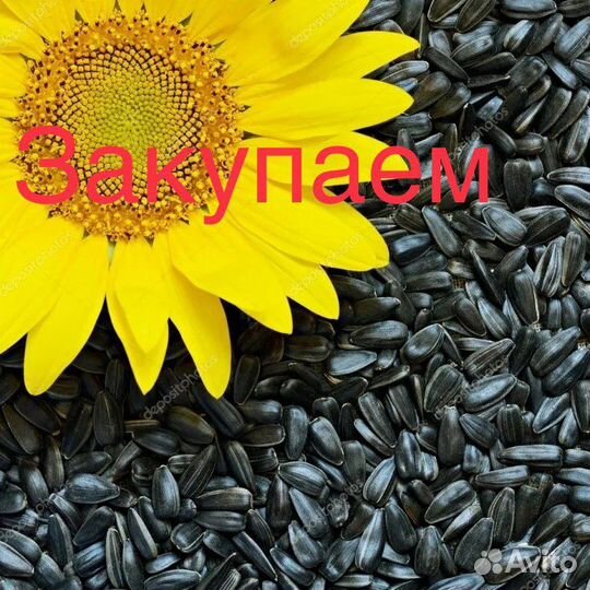 Семечки подсолнечника