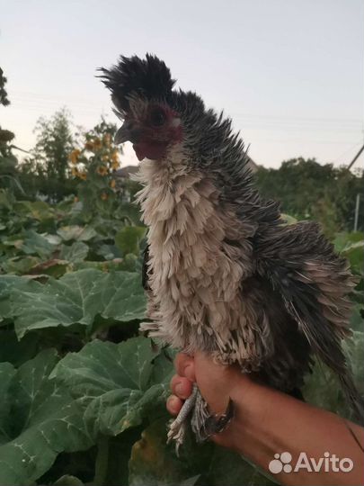 Карликовые куры породы 