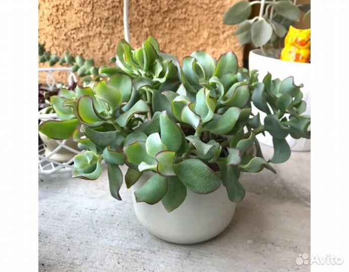 Крассула Синяя птица, Суккуленты