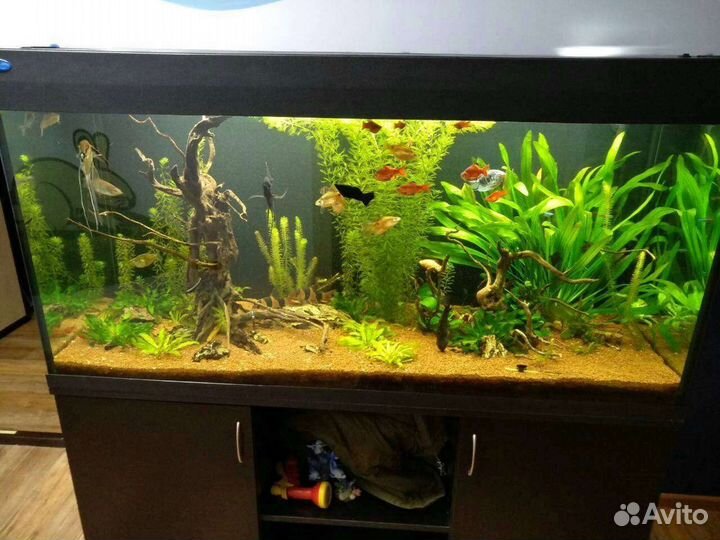 Обслуживание и чистка аквариумов