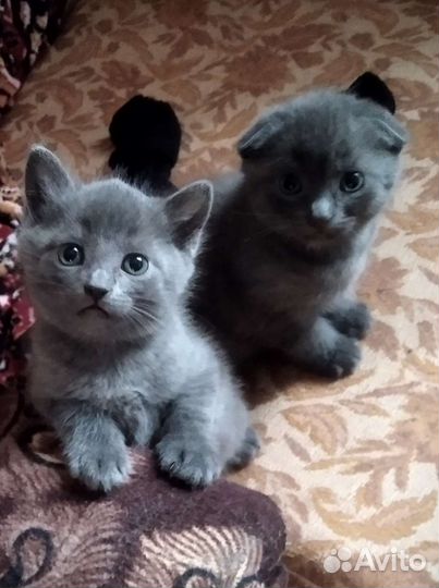 Голубой котик