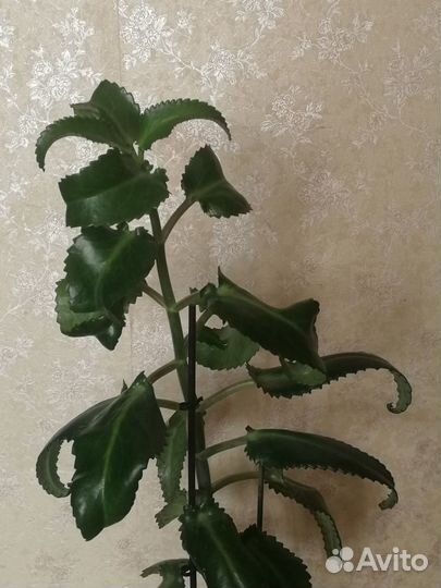 Каланхоэ лечебное