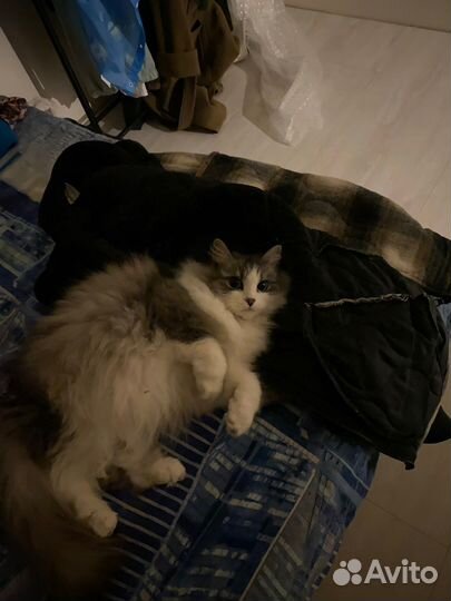 Кошка в добрые руки