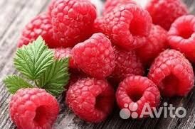 Ремонтантная малина саженцы