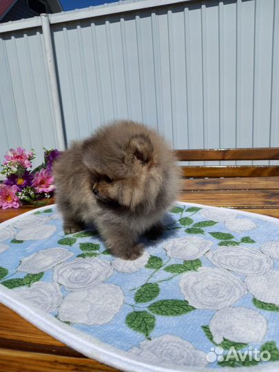 Померанский шпиц медвежьего типа