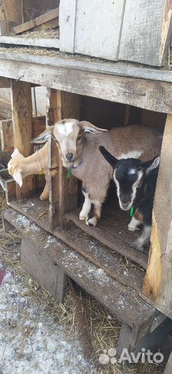 Всегда в продаже Козлята разных пород и возрастов