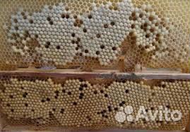 Трутневый гомогенат