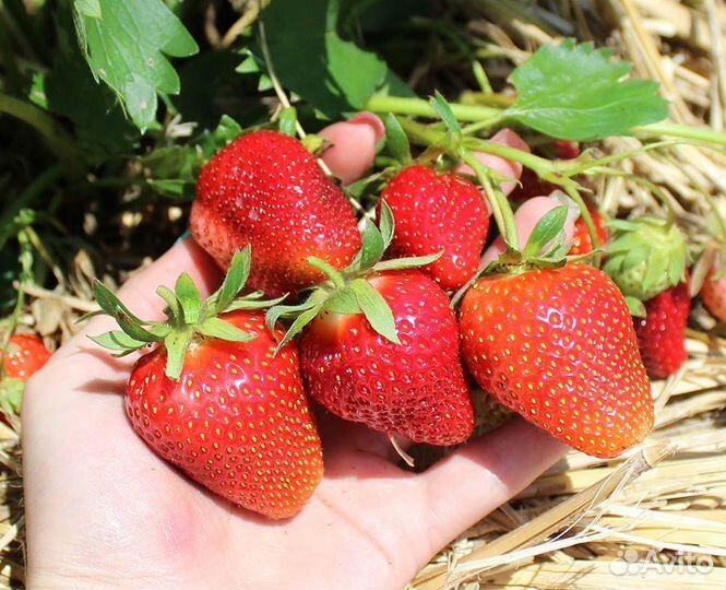 Клубника новинки сезонов 21-23 гг