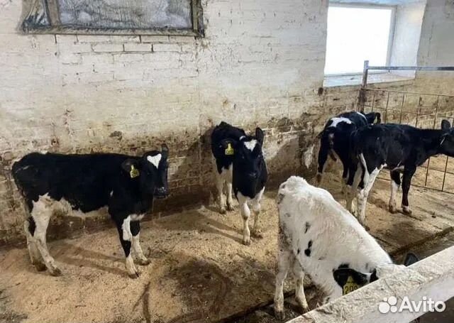 Бычки молочные