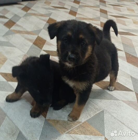 Собаки щенки немецкая овчарка бесплатно